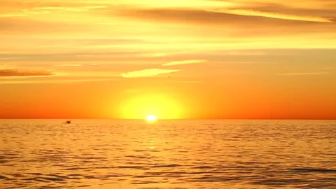 Seabirds and Orange Backdrop Stock Footage 83335284