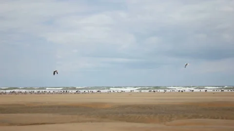 Seabirds on Atlantic Stock-Footage 57735739