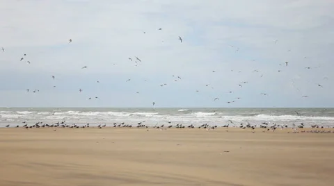 Seabirds on Atlantic Stock-Footage 57735797