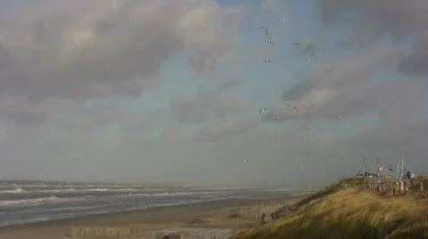 Seabirds on the beach Stock Footage 108276