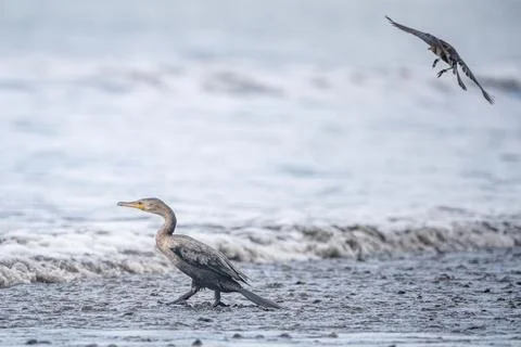 Seabirds on Beach Stock Photos