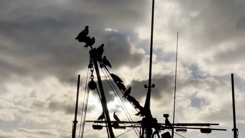 Seabirds On Boat Mast Stock Footage 170270674