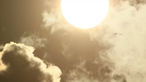 Seabirds in bright light of sun Stock Footage 149208604