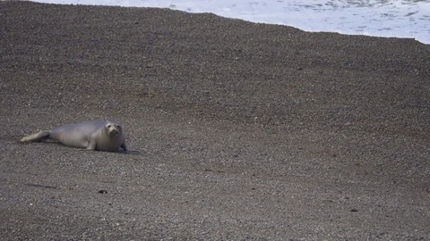 Seabirds on the cliff Stock Footage 88938938