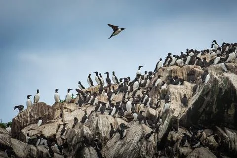 Seabirds Common Murre 写真素材