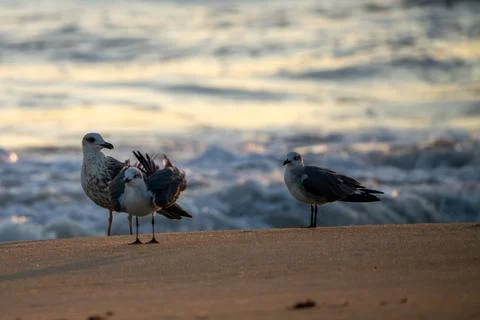 Seabirds at dawn. Stock Photos