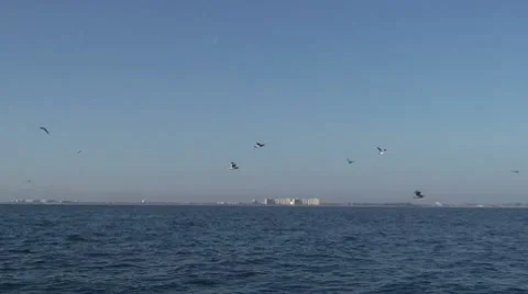 Seabirds Diving Stock Footage 7137927