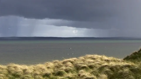 Seabirds Diving 動画素材 94008029