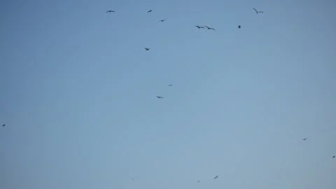Seabirds drift and circle over the Adriatic Sea off Montenegro Stock Footage 329412252
