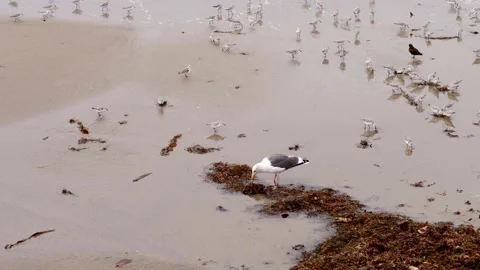 Seabirds Feeding 库存影片 222603914