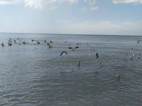 Seabirds Feeding in the Shallows Stock Footage 80688128