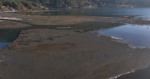 Seabirds in flight over salt marsh, mud and sandbank - 5K Video stock 228332466