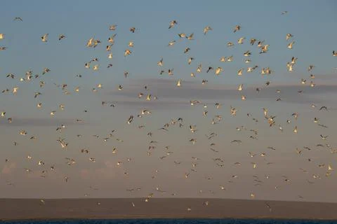 Seabirds in flight Stock Photos