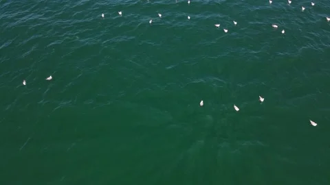 Seabirds Floating In Ocean With Tuna Fish Swimming Under The Blue Water Vidéo 154094339