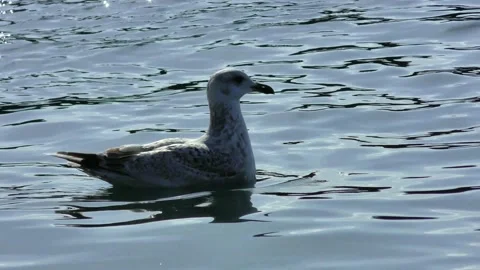 Seabirds floating in the waves Stock Footage 144270757