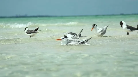 Seabirds Flocking At The Sandbar (Slow Motion) #1 動画素材 200628933