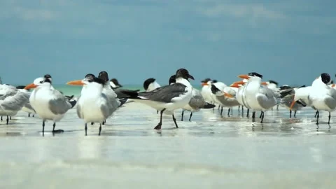 Seabirds Flocking At The Sandbar (Slow Motion) #2 動画素材 200628936