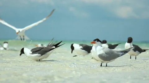 Seabirds Flocking At The Sandbar (Slow Motion) #3 動画素材 200628941