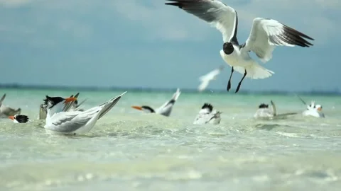Seabirds Flocking At The Sandbar (Slow Motion) #5 動画素材 200628945