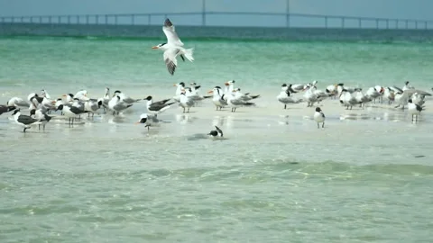 Seabirds Flocking At The Sandbar (Slow Motion) #6 動画素材 200628954