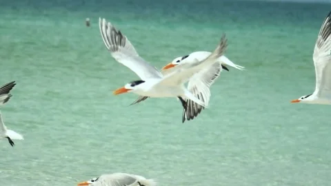 Seabirds Flocking At The Sandbar (Slow Motion) #4 動画素材 200628956