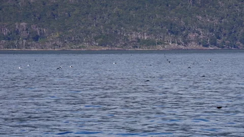 Seabirds Flying Low Over Calm Coastal Water Video stock 331607738