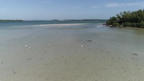 Seabirds flying over shallows Stock Footage 146238453