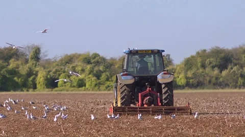 Seabirds follow a powered harrow to find food. Slow motion. Mid shot. Stock Footage