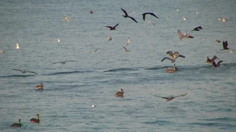 Seabirds Vidéo 8840126