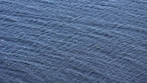 Seabirds Gliding Over the Calm Atlantic Stock Footage 346052936
