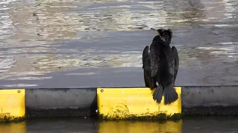 Seabirds having sunbath Stock Footage 36133981