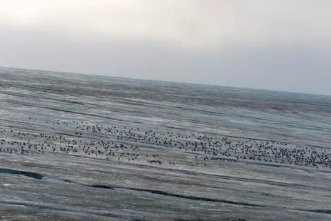 Seabirds in ice Stock Photos