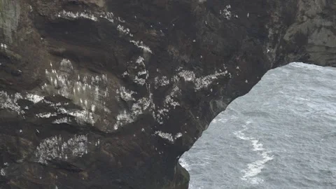 Seabirds Nesting on the Dyrhólaey Sea Arch in Southern Iceland Stock Footage 339969512