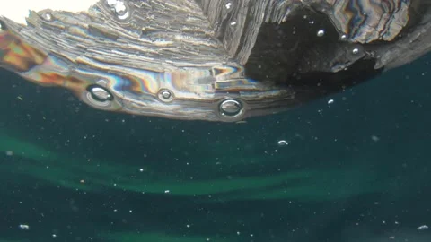 Seabirds nesting on rocky cliffs Stock Footage 142063796