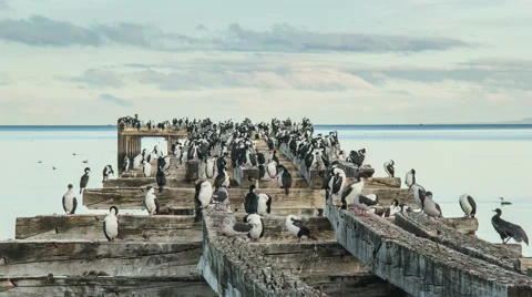 Seabirds On The Old Pier Time Lapse (Patagonia, Chile) 库存影片 53249152