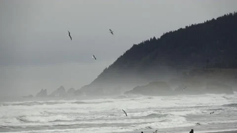 Seabirds on the Oregon Coast Stock-Footage 147153200