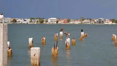 Seabirds Pelicans Perched on Weathered Posts in a Scenic Coastal Landscape St. P Stock Footage 313169052