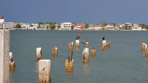 Seabirds Pelicans Perched on Weathered Posts in a Scenic Coastal Landscape St. P Stock Footage 313169055