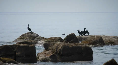 Seabirds Perched on Boulder in Sea Stock Footage 37841099