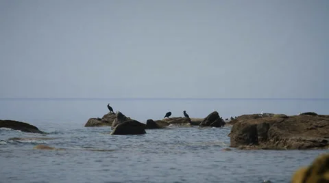 Seabirds Perched on Boulder in Sea Stock Footage 37841331