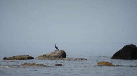 Seabirds Perched on Boulder in Sea Stock Footage 37841537
