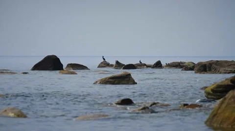 Seabirds Perched on Boulder in Sea Stock Footage 37841591