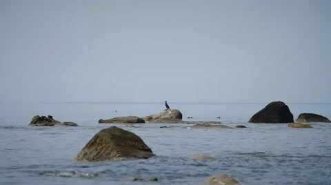 Seabirds Perched on Boulder in Sea Stock Footage 37841772