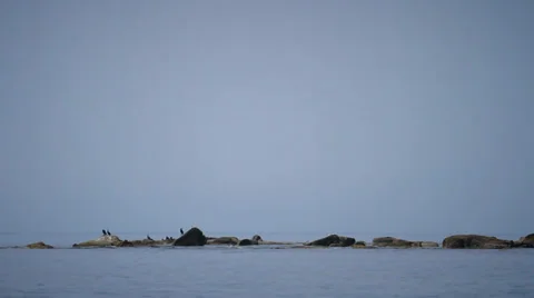 Seabirds Perched on Boulder in Sea Stock Footage 37842363