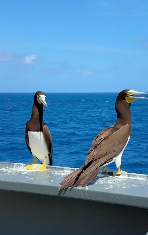 Seabirds perched on the railing of a vessel  Stock Footage 335797964