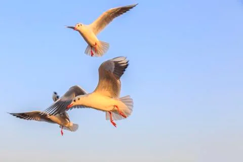 Seabirds Stock Photos