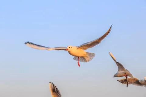 Seabirds Stock Photos