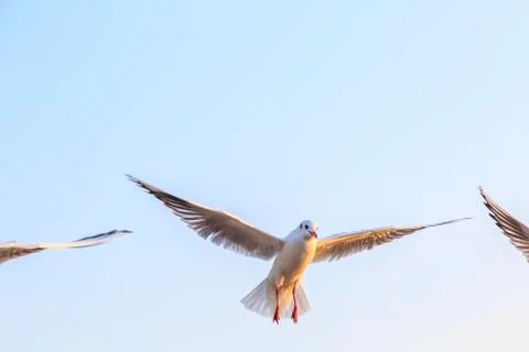 Seabirds Stock Photos