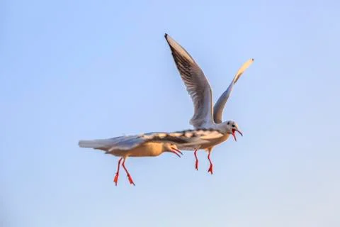 Seabirds Stock Photos
