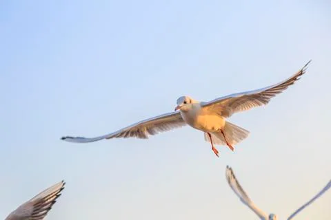 Seabirds Stock Photos